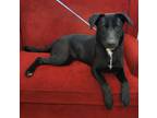 Adopt Honesty a Black German Shepherd Dog / Mixed Breed (Medium) / Mixed (short