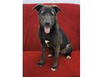 Adopt Loyalty a Black German Shepherd Dog / Mixed Breed (Medium) / Mixed (short