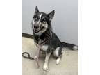 Adopt Maya a Black Mixed Breed (Small) / Mixed Breed (Medium) / Mixed (short