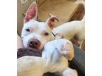 Adopt Bella a White Pit Bull Terrier / Mixed dog in Berkeley Springs