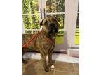 Adopt Barrett a Brindle Boxer / Mastiff / Mixed dog in Mountain Home