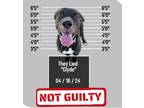 Adopt Clyde a Black - with White Great Dane / Pit Bull Terrier / Mixed dog in