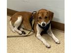 Adopt CASHEW-Adoption Pending a Tan/Yellow/Fawn - with White Beagle / Foxhound /