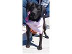 Adopt Jackie a Black Beagle / Mixed dog in Poland, IN (39135921)