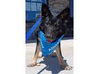 Adopt Ziva a Black - with Tan, Yellow or Fawn German Shepherd Dog / Mixed dog in