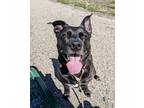 Adopt Sora a Black Shepherd (Unknown Type) / Pit Bull Terrier / Mixed dog in
