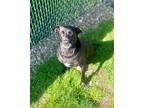 Adopt Sasha - Prison CCP Graduate a Black Labrador Retriever / Mixed Breed