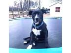 Adopt Raven a Black - with White Retriever (Unknown Type) / Terrier (Unknown