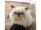 Adopt HALSTON a Cream or Ivory (Mostly) Himalayan / Mixed (long coat) cat in