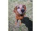Adopt Annie a Red/Golden/Orange/Chestnut Hound (Unknown Type) / Mixed dog in