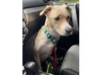 Adopt Pancake a Tan/Yellow/Fawn - with White Carolina Dog / Mixed dog in The