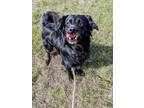 Adopt Salir a Black Australian Shepherd / Labrador Retriever / Mixed dog in