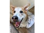Adopt Red a White - with Red, Golden, Orange or Chestnut Husky / Shepherd