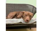 Adopt Sparrow a Brown/Chocolate Pharaoh Hound / Mixed Breed (Medium) / Mixed