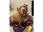 Adopt King a Brown/Chocolate American Pit Bull Terrier / Mixed Breed (Medium) /