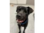 Adopt Knight Rider a Black - with White Labrador Retriever / Mixed Breed (Large)
