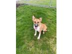 Adopt Bubba a Australian Shepherd / Shepherd (Unknown Type) / Mixed dog in