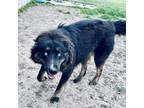 Adopt Pepper a Black - with Tan, Yellow or Fawn Husky / Australian Shepherd /