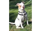 Adopt Benny a White - with Brown or Chocolate American Pit Bull Terrier / Mixed