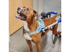 Adopt Harrison a Boxer / Mixed dog in Murphysboro, IL (40952232)