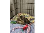 Adopt Dr. Fish MD a Brown or Chocolate (Mostly) Domestic Shorthair (short coat)