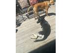 Adopt Snowball a Black - with Tan, Yellow or Fawn Husky / German Shepherd Dog