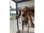 Adopt Trent OT3 4/26/24 a Brindle Labrador Retriever / Mixed Breed (Medium) /