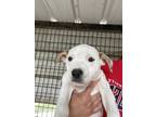 Adopt Tally OT1 4/26/24 a White Labrador Retriever / Mixed Breed (Medium) /
