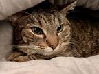 Adopt GRACIE a Brown Tabby Domestic Shorthair / Mixed Breed (Medium) / Mixed