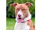 Adopt Archie a Brown/Chocolate Terrier (Unknown Type, Medium) / Mixed Breed