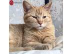 Adopt Cupid a Orange or Red American Shorthair (short coat) cat in St.