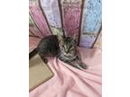 Adopt River a Brown Tabby Domestic Shorthair / Mixed (short coat) cat in Anoka