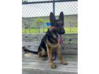 Adopt Eddie a Black German Shepherd Dog / Mixed Breed (Medium) / Mixed (short