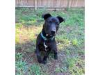 Adopt Fisher a Black - with White Australian Shepherd / Pit Bull Terrier / Mixed