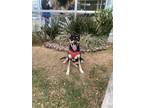 Adopt Kira a Black Australian Cattle Dog dog in Gig Harbor, WA (41304912)