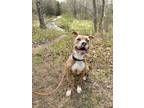 Adopt Moo a Tan/Yellow/Fawn - with White Pit Bull Terrier / Mixed dog in