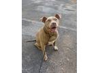 Adopt Tequila a Tan/Yellow/Fawn American Pit Bull Terrier / Mixed Breed (Medium)