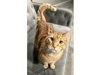 Adopt Geo and Gato - bonded pair a Orange or Red (Mostly) Domestic Shorthair