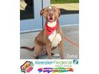 Adopt Duke a American Pit Bull Terrier / Mixed dog in Gautier, MS (40902137)