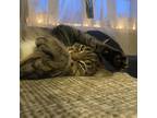 Adopt Agatha a Brown Tabby Domestic Shorthair / Mixed Breed (Medium) / Mixed