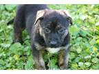 Adopt Gisela a Black - with Tan, Yellow or Fawn German Shepherd Dog / Mixed dog