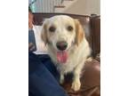 Adopt Maggie Mae a Golden Retriever / Spaniel (Unknown Type) / Mixed dog in