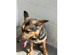 Adopt Allie a Husky / Shepherd (Unknown Type) / Mixed dog in Carrollton