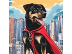 Adopt Blue a Black Rottweiler / Siberian Husky / Mixed dog in Newport