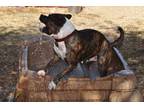 Adopt Ella a American Pit Bull Terrier / Mixed dog in Crocker, MO (41275312)