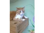 Adopt Sherbert a Domestic Shorthair / Mixed (short coat) cat in Elbow Lake