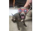 Adopt Moana a Doberman Pinscher / Mixed Breed (Medium) / Mixed dog in Rockport