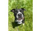Adopt Marie a American Pit Bull Terrier / Mixed dog in Defiance, OH (41296107)