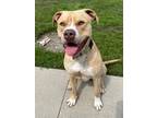 Adopt Donny a American Pit Bull Terrier / Mixed dog in Defiance, OH (41296106)