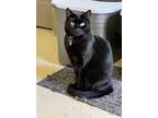 Adopt Max a Domestic Shorthair / Mixed (short coat) cat in Blountville